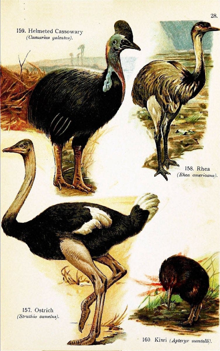 Birds of the world for young people,.New York,F.A. Stokes Company[1909]. |  | Vintage Print Reproduction 462907