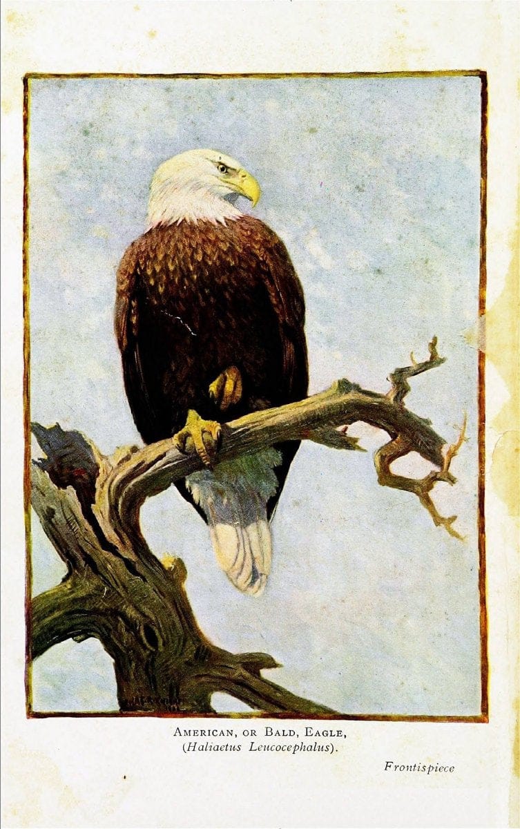 Birds of the world for young people,.New York,F.A. Stokes Company[1909]. |  | Vintage Print Reproduction 462908