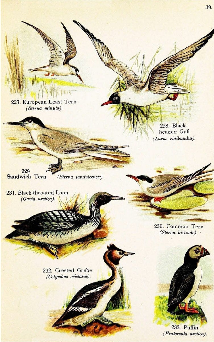 Birds of the world for young people,.New York,F.A. Stokes Company[1909]. |  | Vintage Print Reproduction 462909