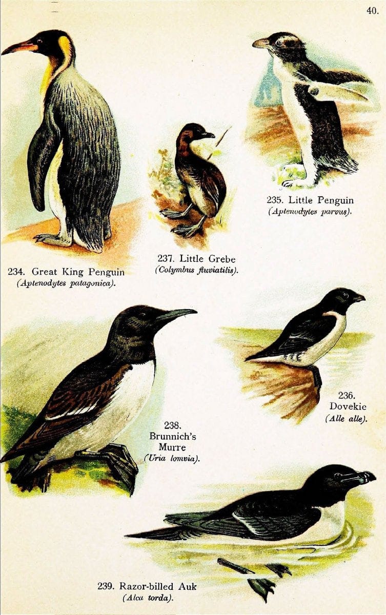 Birds of the world for young people,.New York,F.A. Stokes Company[1909]. |  | Vintage Print Reproduction 462910