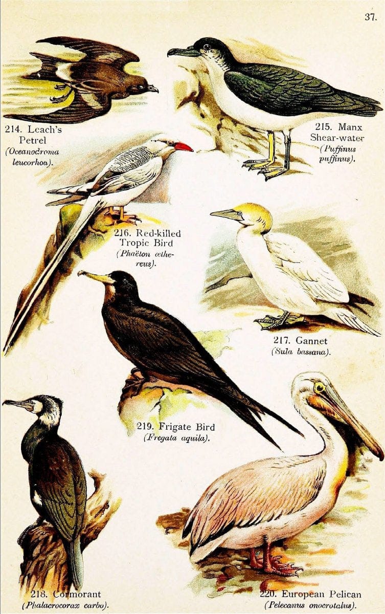 Birds of the world for young people,.New York,F.A. Stokes Company[1909]. |  | Vintage Print Reproduction 462911