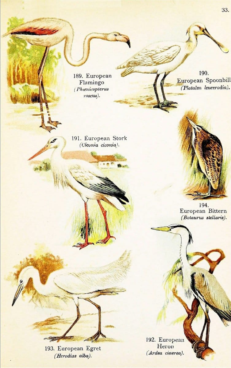 Birds of the world for young people,.New York,F.A. Stokes Company[1909]. |  | Vintage Print Reproduction 462912