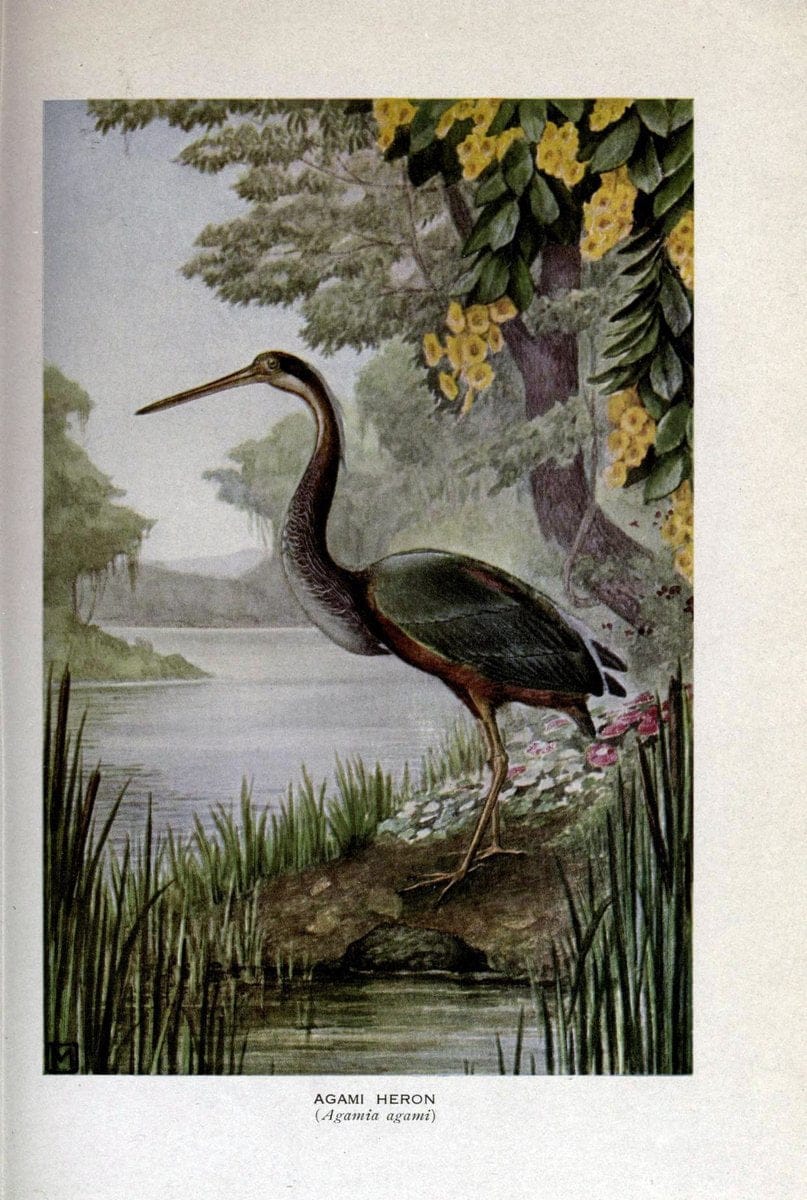 Birds of the world;.New York,Holt,1909.  | Birds  | Vintage Print Reproduction 462913