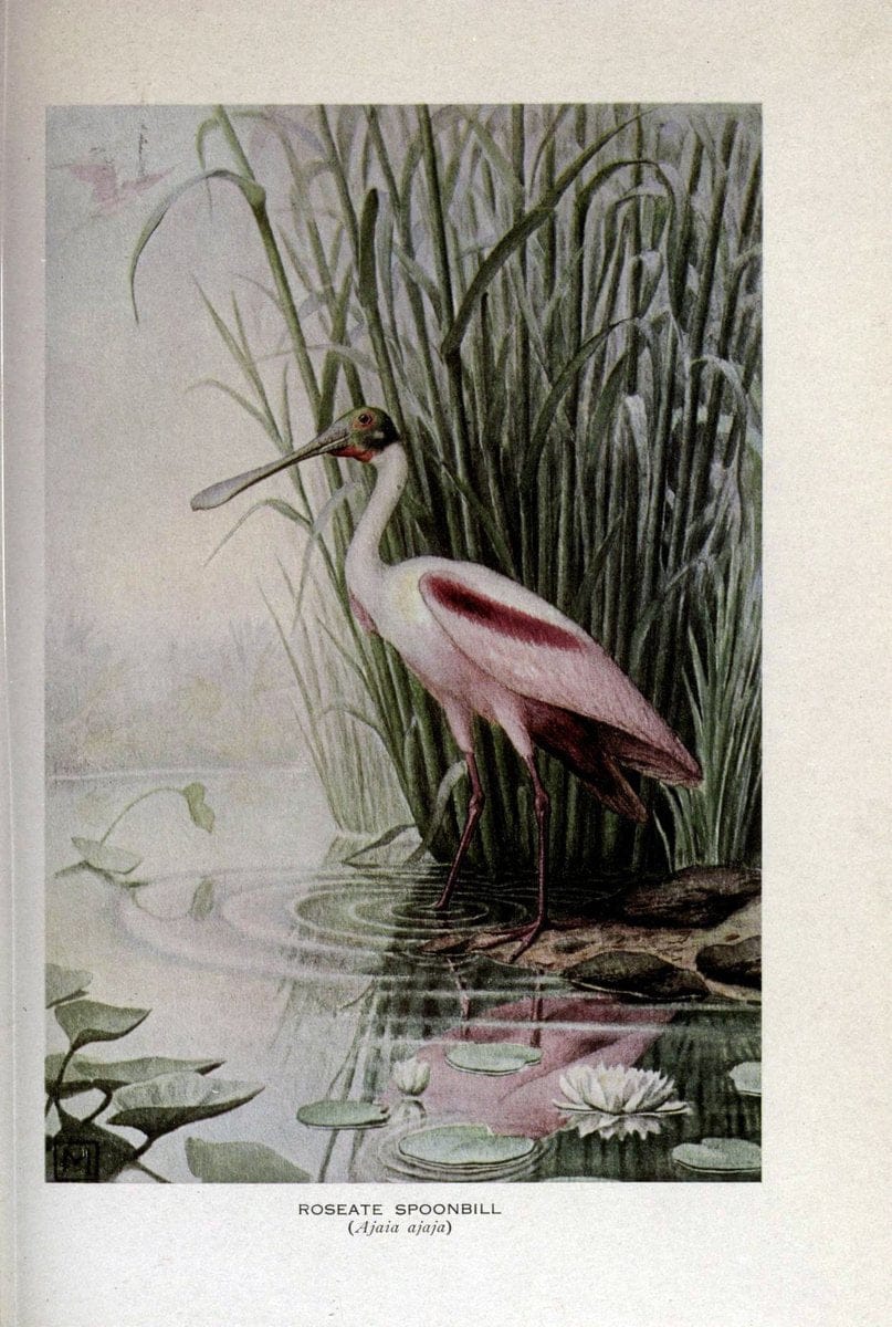 Birds of the world;.New York,Holt,1909.  | Birds  | Vintage Print Reproduction 462914