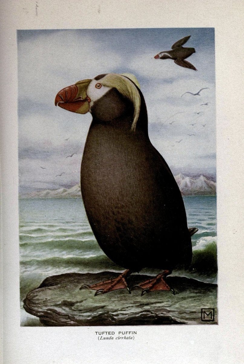 Birds of the world;.New York,Holt,1909.  | Birds  | Vintage Print Reproduction 462915