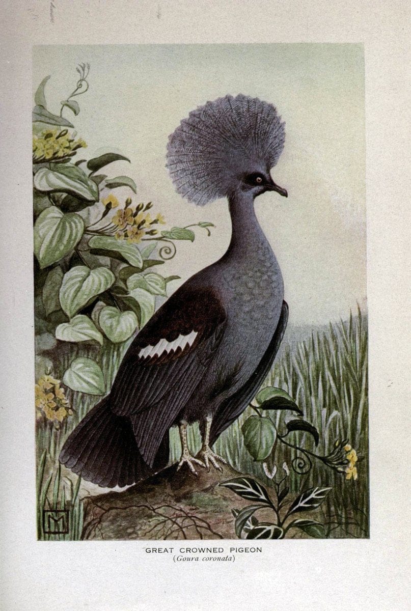 Birds of the world;.New York,Holt,1909.  | Birds  | Vintage Print Reproduction 462916