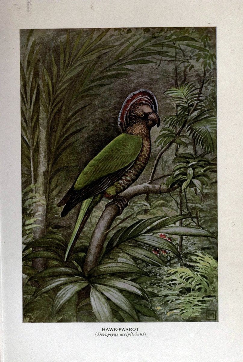 Birds of the world;.New York,Holt,1909.  | Birds  | Vintage Print Reproduction 462917