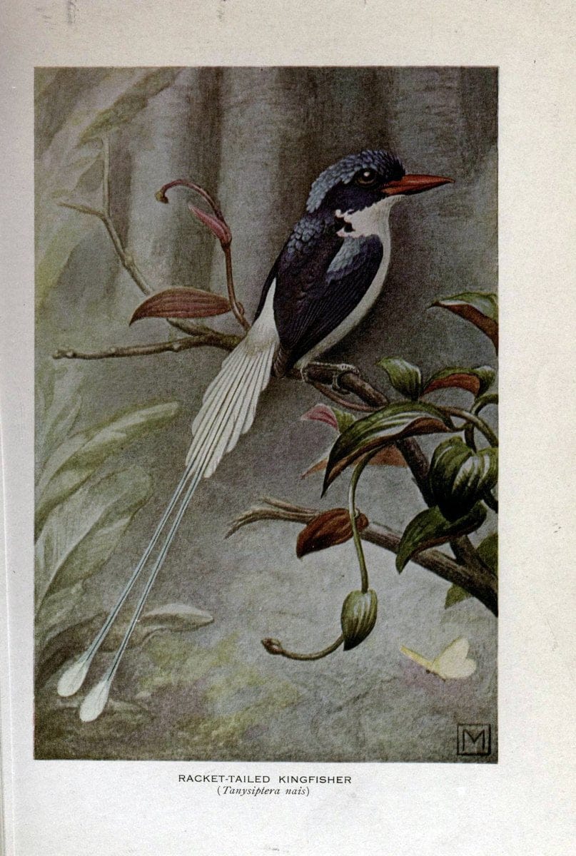 Birds of the world;.New York,Holt,1909.  | Birds  | Vintage Print Reproduction 462919