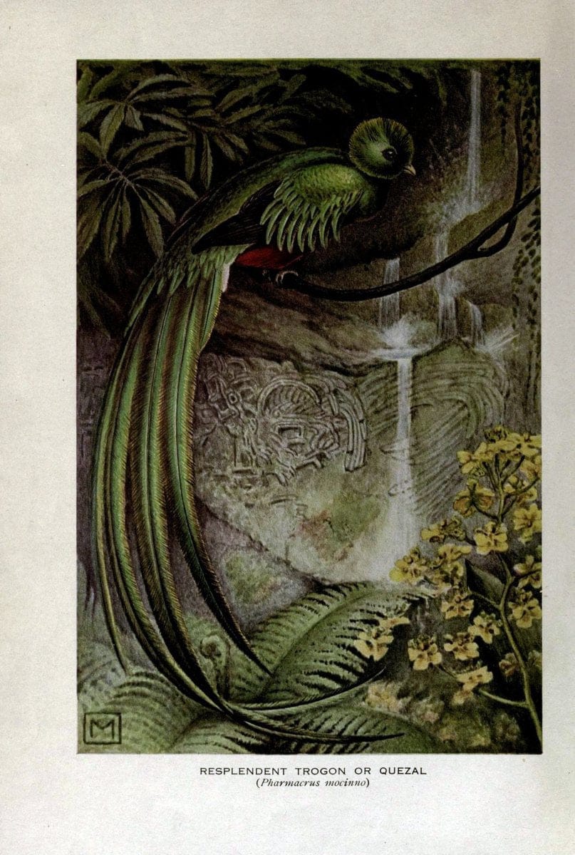 Birds of the world;.New York,Holt,1909.  | Birds  | Vintage Print Reproduction 462920