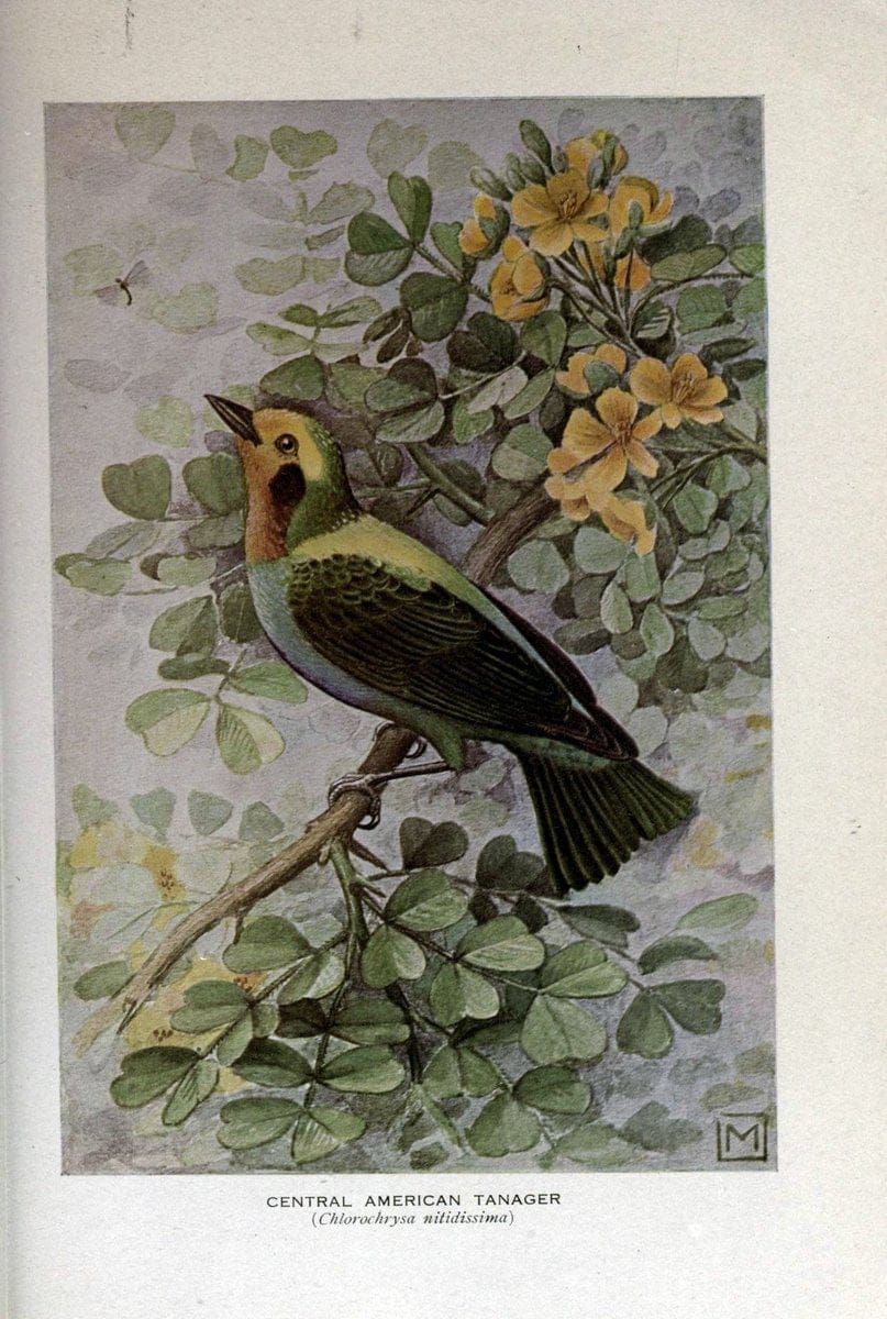 Birds of the world;.New York,Holt,1909.  | Birds  | Vintage Print Reproduction 462921