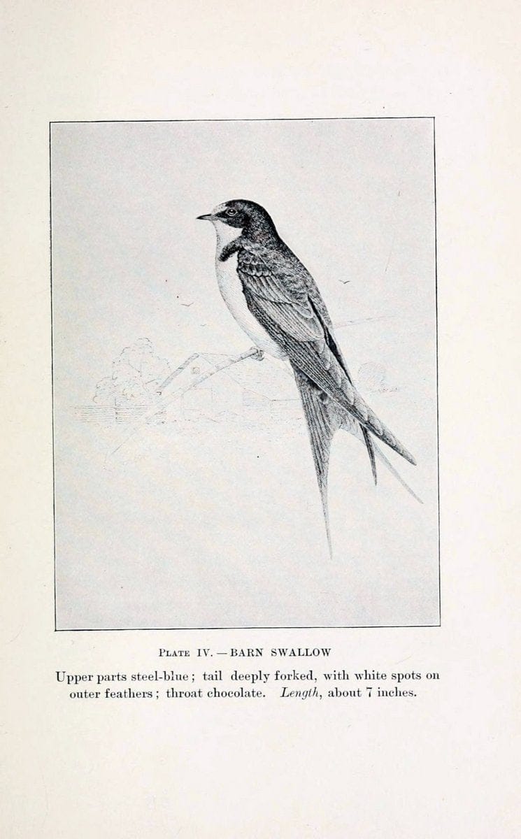 Birds of village and field:.Boston,Houghton, Mifflin and company,1898.. |  | Vintage Print Reproduction 462922