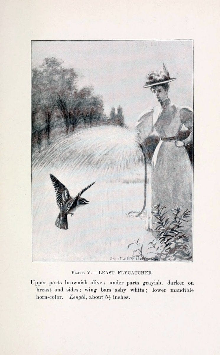 Birds of village and field:.Boston,Houghton, Mifflin and company,1898.. |  | Vintage Print Reproduction 462923