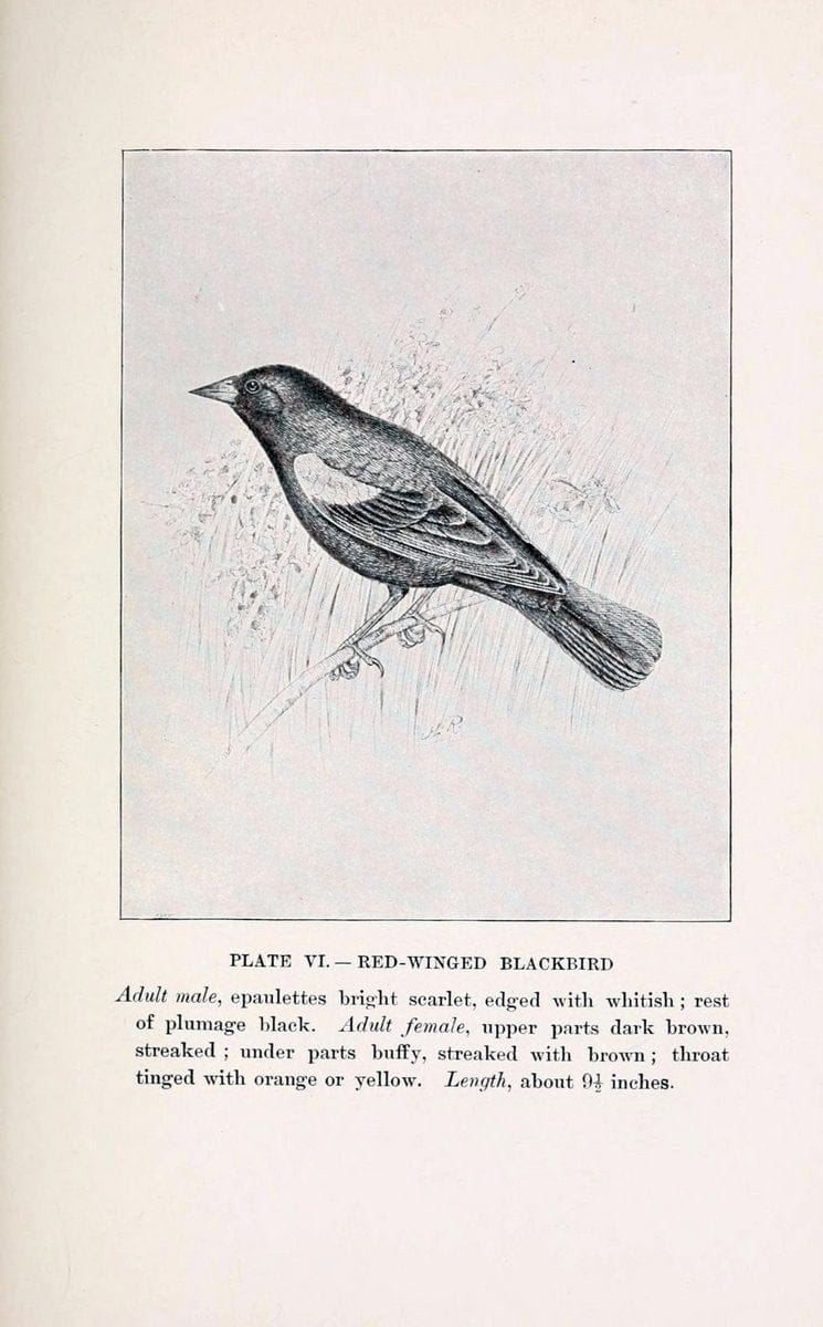 Birds of village and field:.Boston,Houghton, Mifflin and company,1898.. |  | Vintage Print Reproduction 462924