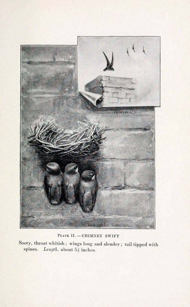 Birds of village and field:.Boston,Houghton, Mifflin and company,1898.. |  | Vintage Print Reproduction 462925