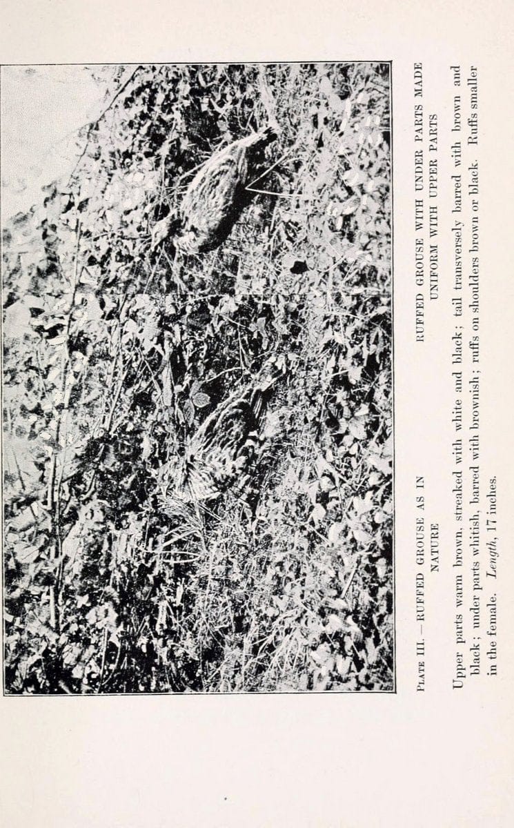 Birds of village and field:.Boston,Houghton, Mifflin and company,1898.. |  | Vintage Print Reproduction 462926