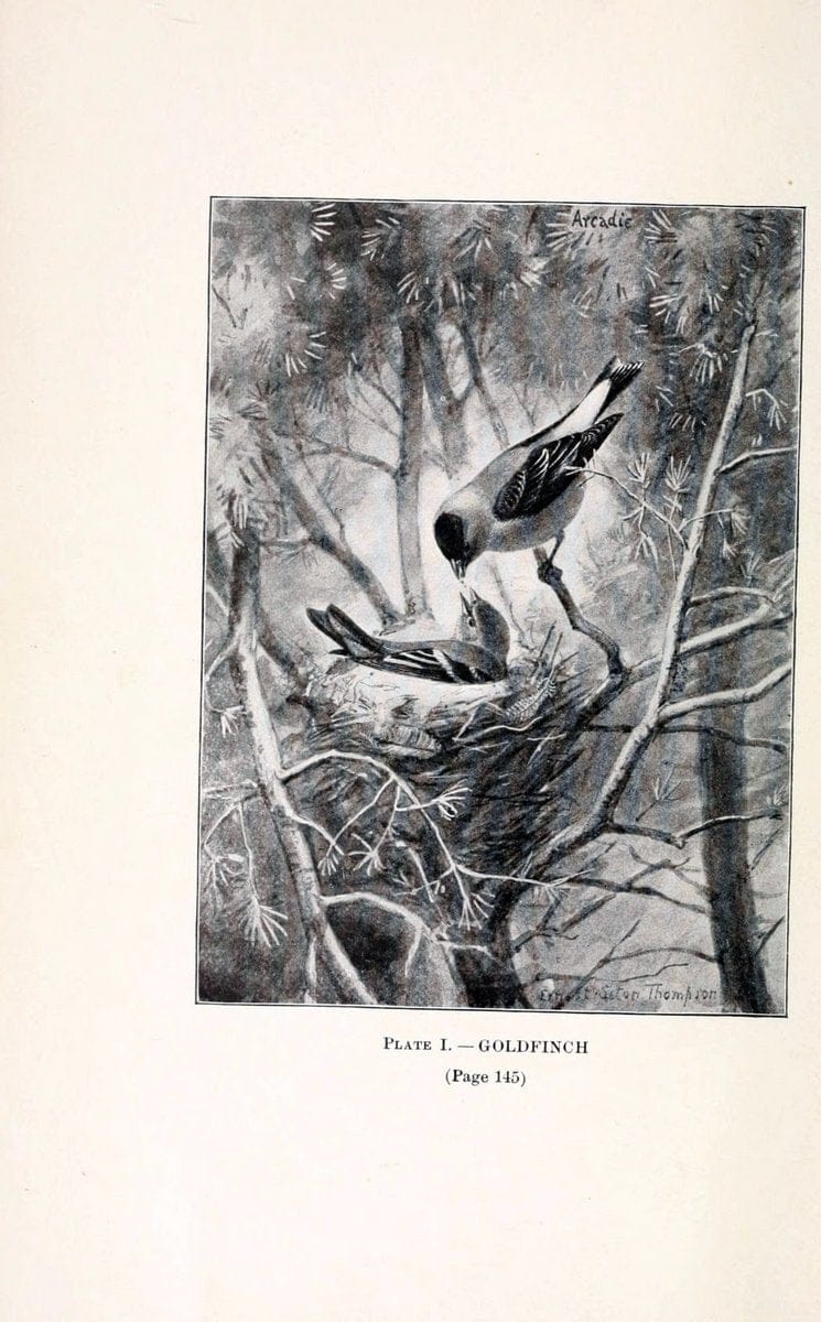 Birds of village and field:.Boston,Houghton, Mifflin and company,1898.. |  | Vintage Print Reproduction 462927