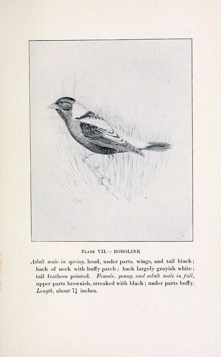 Birds of village and field:.Boston,Houghton, Mifflin and company,1898.  | 59.82:08 Birds  | Vintage Print Reproduction 462928