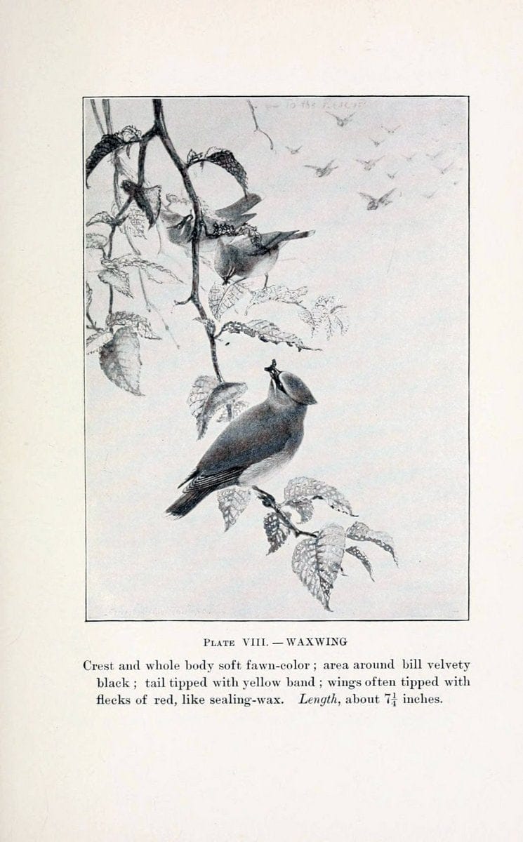 Birds of village and field:.Boston,Houghton, Mifflin and company,1898.  | 59.82:08 Birds  | Vintage Print Reproduction 462929