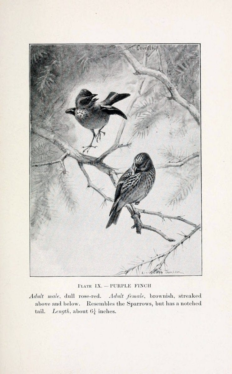 Birds of village and field:.Boston,Houghton, Mifflin and company,1898.  | 59.82:08 Birds  | Vintage Print Reproduction 462930