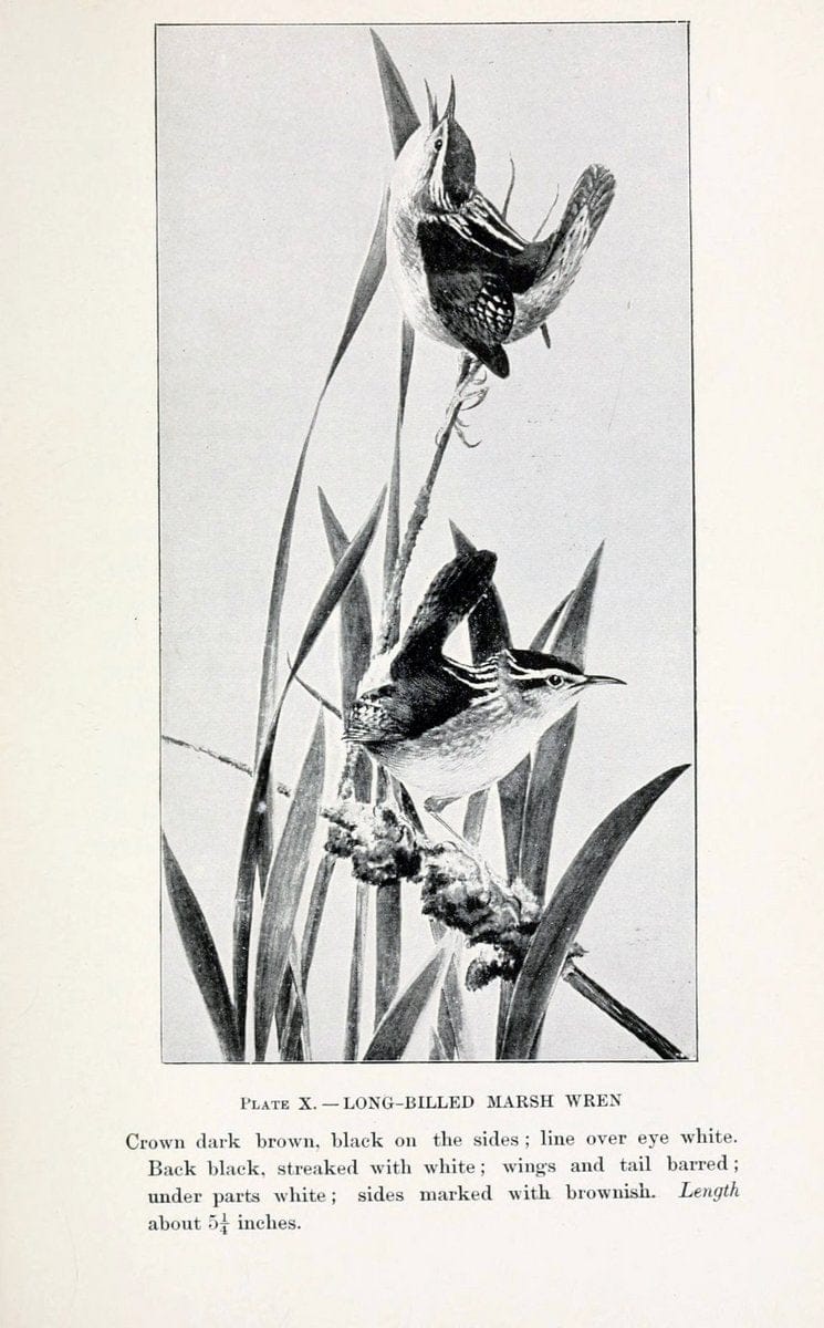 Birds of village and field:.Boston,Houghton, Mifflin and company,1898.  | 59.82:08 Birds  | Vintage Print Reproduction 462931