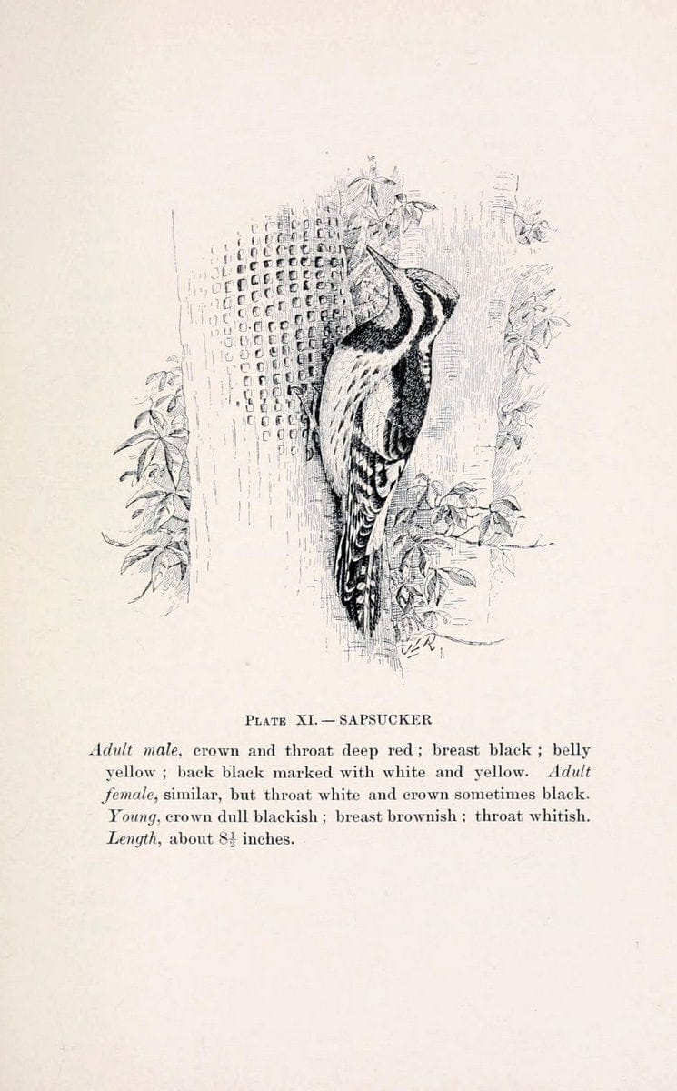 Birds of village and field:.Boston,Houghton, Mifflin and company,1898.  | 59.82:08 Birds  | Vintage Print Reproduction 462932