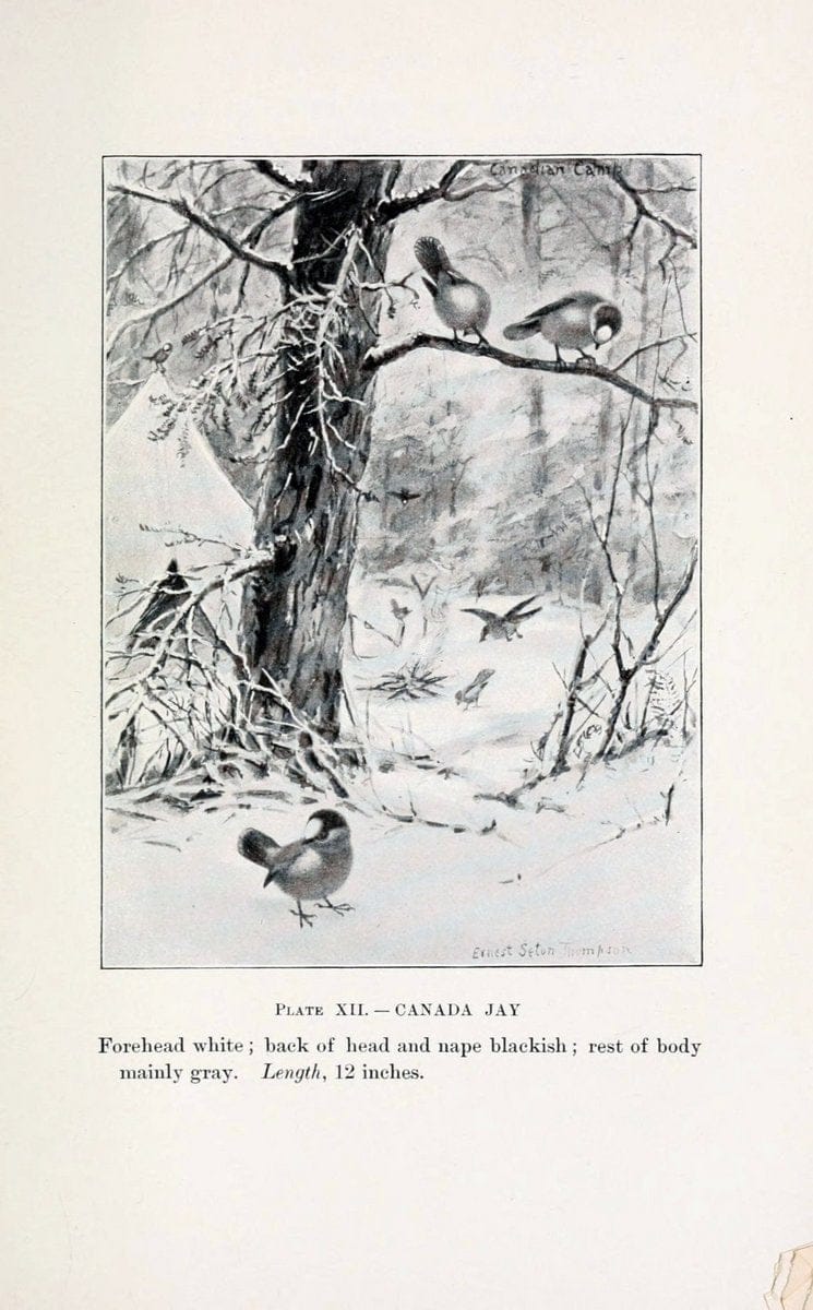 Birds of village and field:.Boston,Houghton, Mifflin and company,1898.  | 59.82:08 Birds  | Vintage Print Reproduction 462933