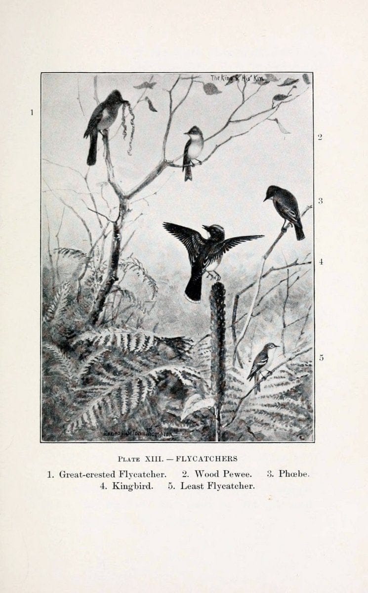 Birds of village and field:.Boston,Houghton, Mifflin and company,1898.  | 59.82:08 Birds  | Vintage Print Reproduction 462934
