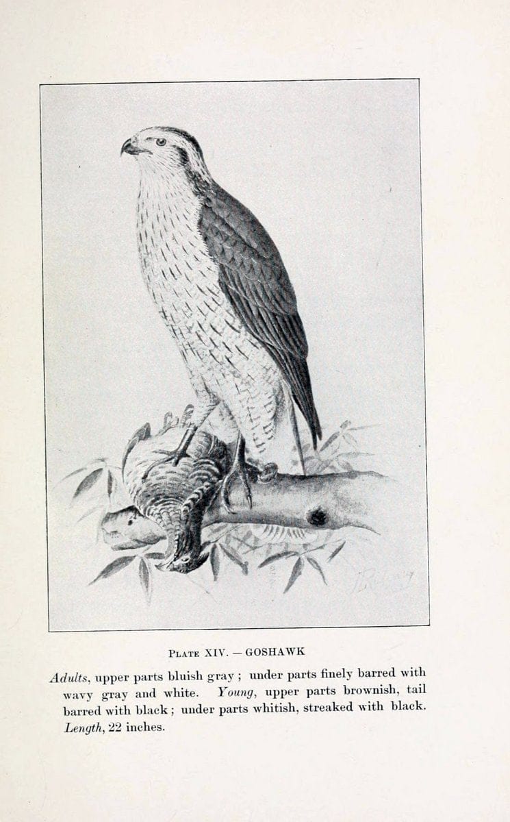 Birds of village and field:.Boston,Houghton, Mifflin and company,1898.  | 59.82:08 Birds  | Vintage Print Reproduction 462935