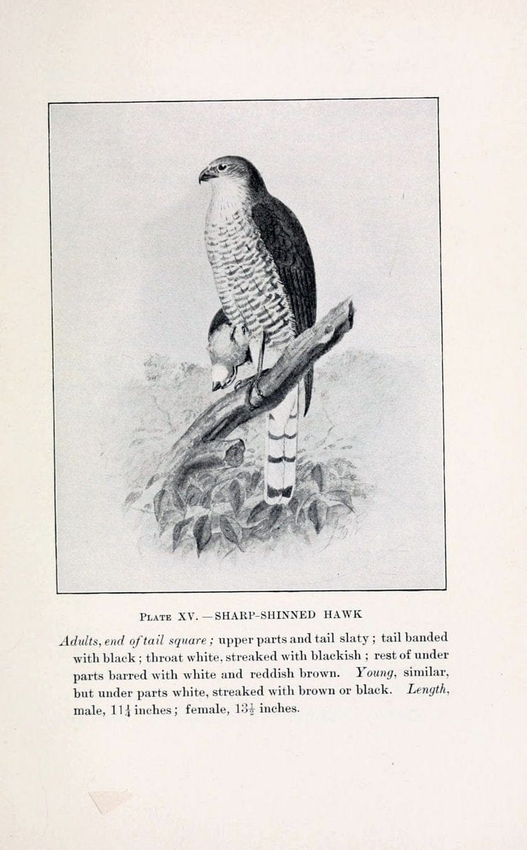 Birds of village and field:.Boston,Houghton, Mifflin and company,1898.  | 59.82:08 Birds  | Vintage Print Reproduction 462936