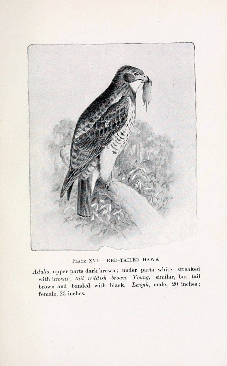 Birds of village and field:.Boston,Houghton, Mifflin and company,1898.  | 59.82:08 Birds  | Vintage Print Reproduction 462937