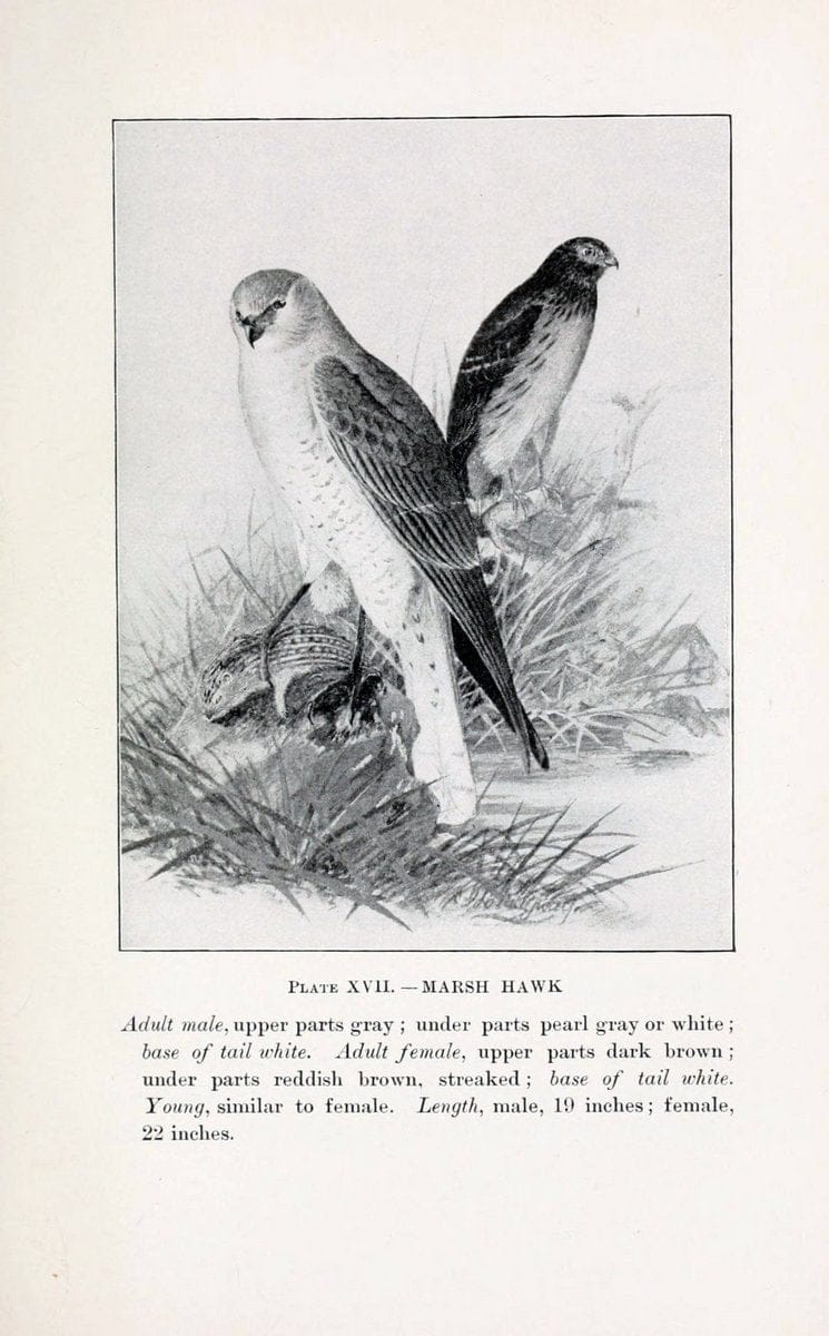 Birds of village and field:.Boston,Houghton, Mifflin and company,1898.  | 59.82:08 Birds  | Vintage Print Reproduction 462938