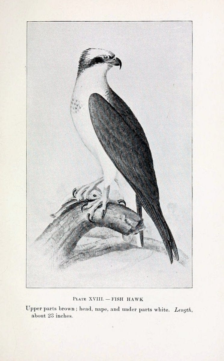 Birds of village and field:.Boston,Houghton, Mifflin and company,1898.  | 59.82:08 Birds  | Vintage Print Reproduction 462939