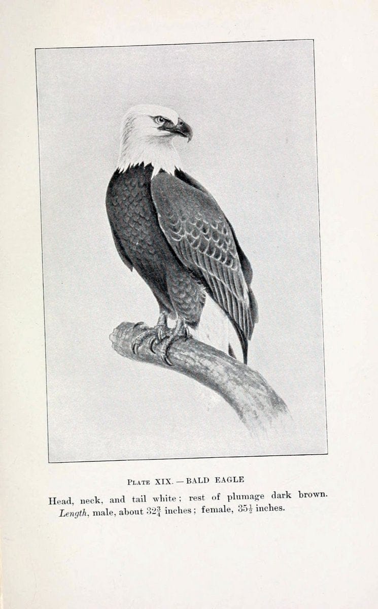 Birds of village and field:.Boston,Houghton, Mifflin and company,1898.  | 59.82:08 Birds  | Vintage Print Reproduction 462940