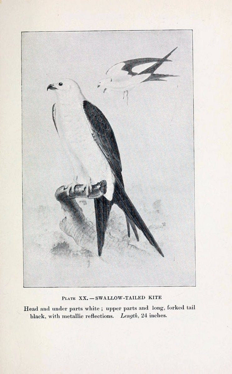 Birds of village and field:.Boston,Houghton, Mifflin and company,1898.  | 59.82:08 Birds  | Vintage Print Reproduction 462941