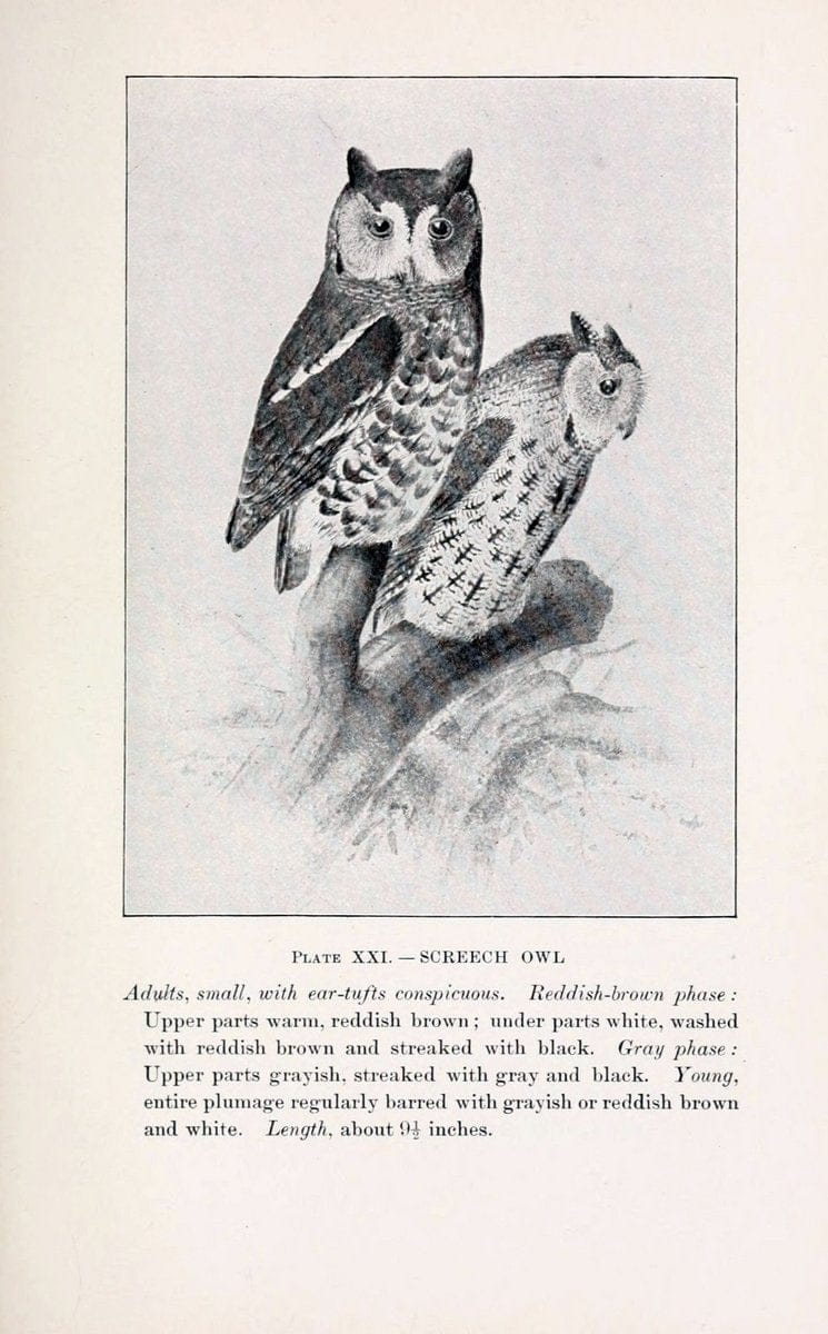 Birds of village and field:.Boston,Houghton, Mifflin and company,1898.  | 59.82:08 Birds  | Vintage Print Reproduction 462942