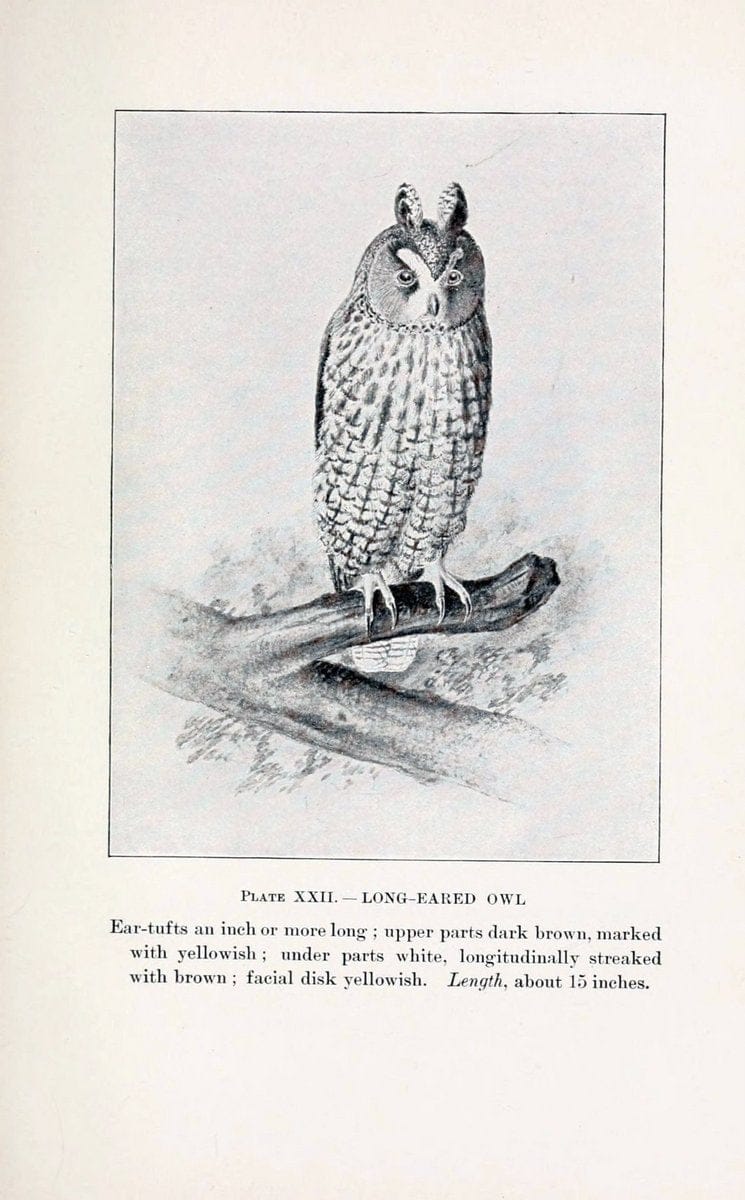 Birds of village and field:.Boston,Houghton, Mifflin and company,1898.  | 59.82:08 Birds  | Vintage Print Reproduction 462943