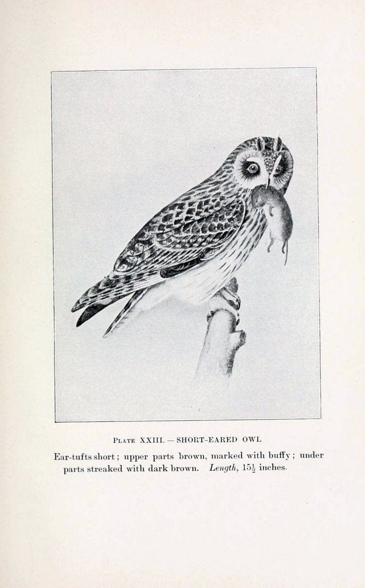 Birds of village and field:.Boston,Houghton, Mifflin and company,1898.  | 59.82:08 Birds  | Vintage Print Reproduction 462944