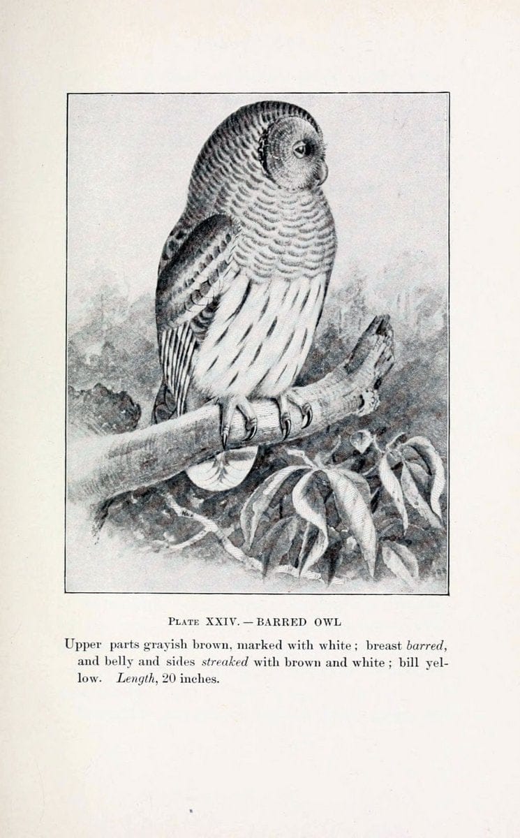 Birds of village and field:.Boston,Houghton, Mifflin and company,1898.  | 59.82:08 Birds  | Vintage Print Reproduction 462945