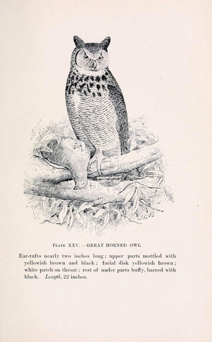 Birds of village and field:.Boston,Houghton, Mifflin and company,1898.  | 59.82:08 Birds  | Vintage Print Reproduction 462946