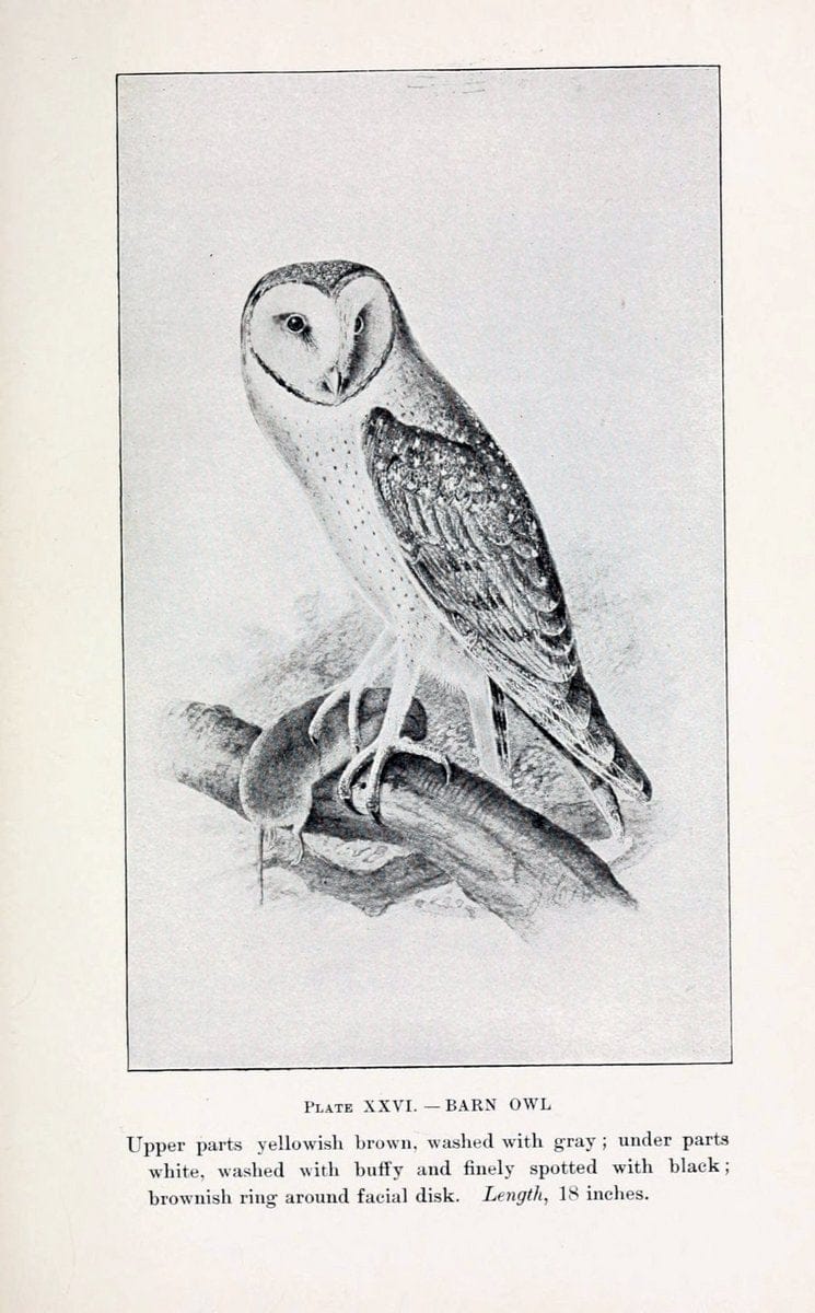 Birds of village and field:.Boston,Houghton, Mifflin and company,1898.  | 59.82:08 Birds  | Vintage Print Reproduction 462947