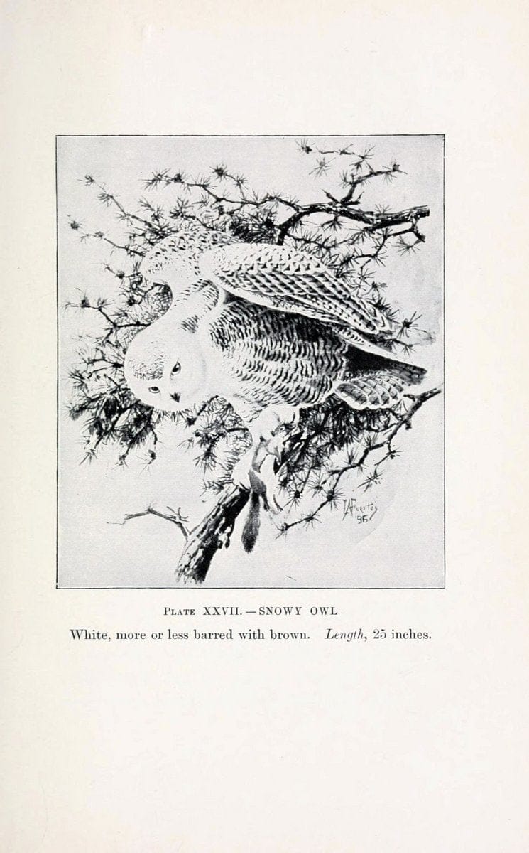 Birds of village and field:.Boston,Houghton, Mifflin and company,1898.  | 59.82:08 Birds  | Vintage Print Reproduction 462948