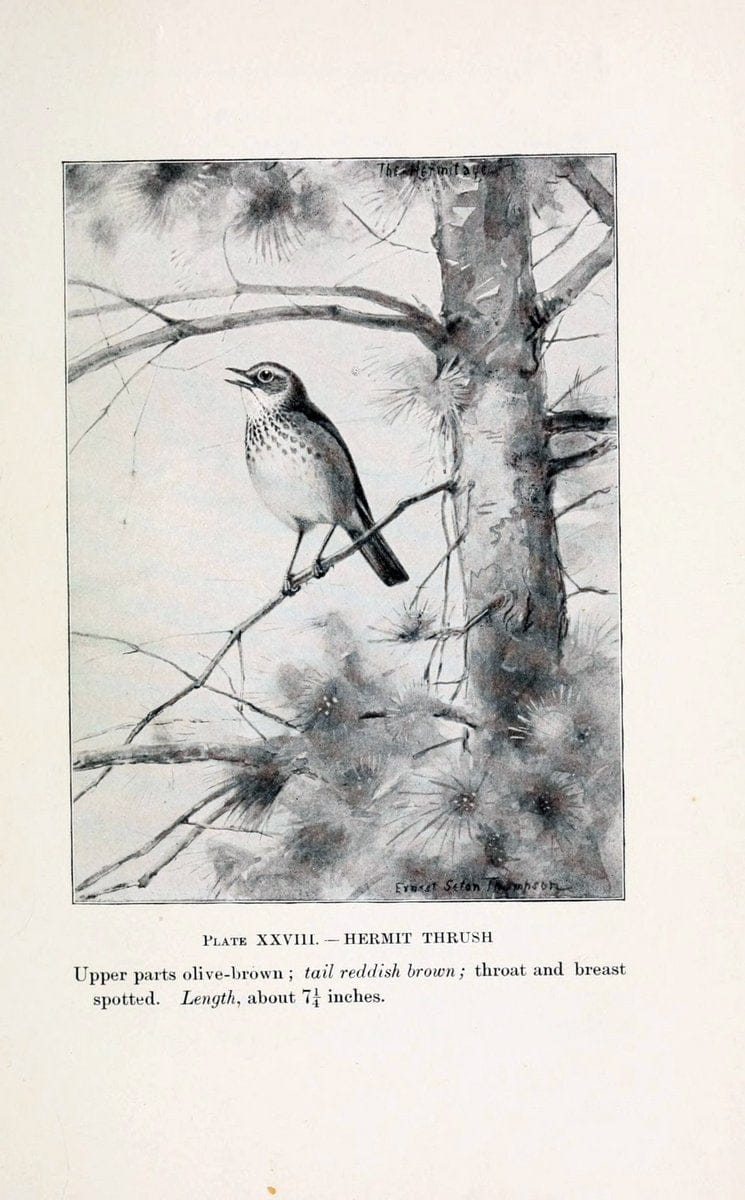 Birds of village and field:.Boston,Houghton, Mifflin and company,1898.  | 59.82:08 Birds  | Vintage Print Reproduction 462949