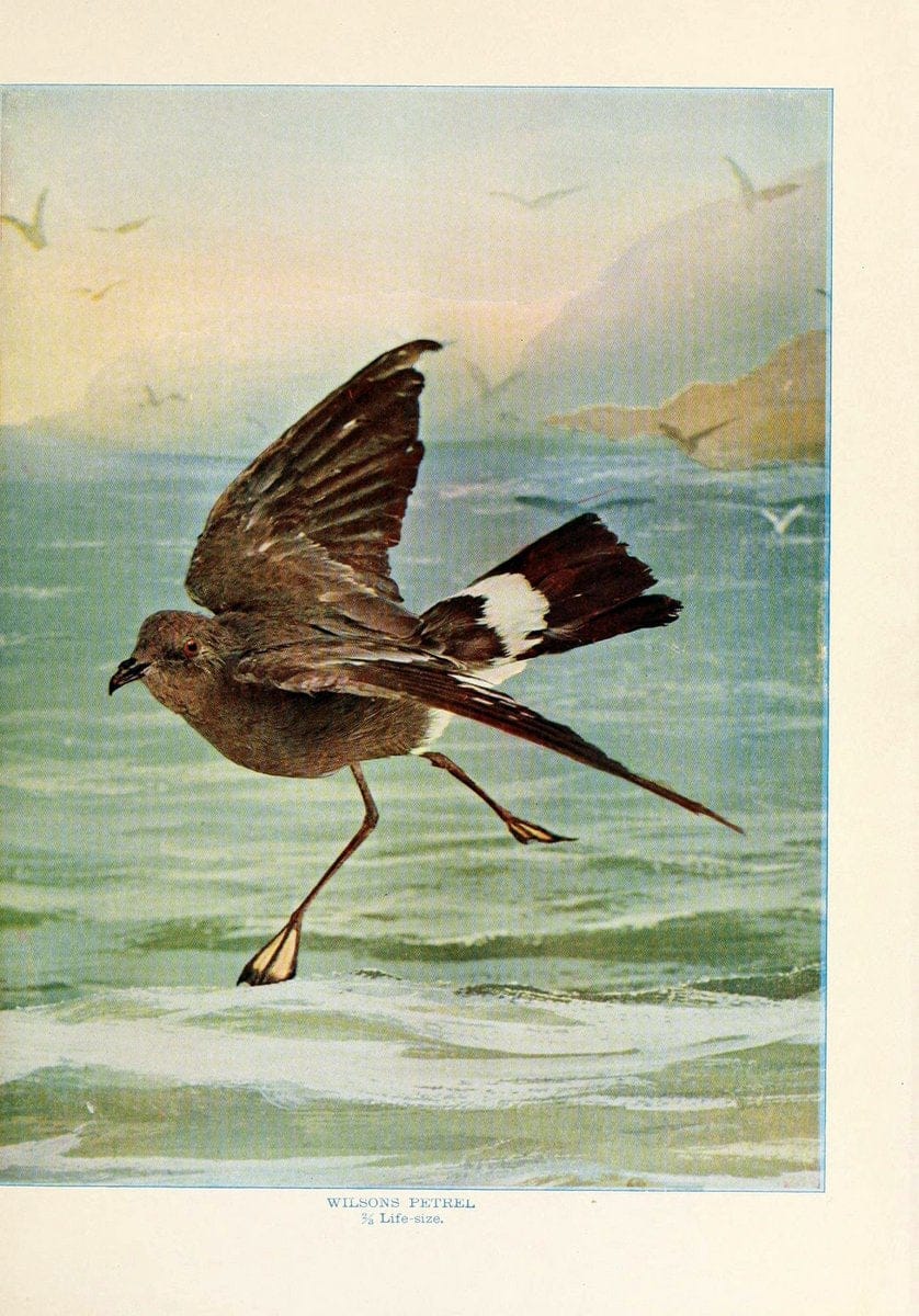Birds that hunt and are huntedNew York :Doubleday, Page & Co.,1902, c1898. | Birds SIL | Vintage Print Reproduction 462950