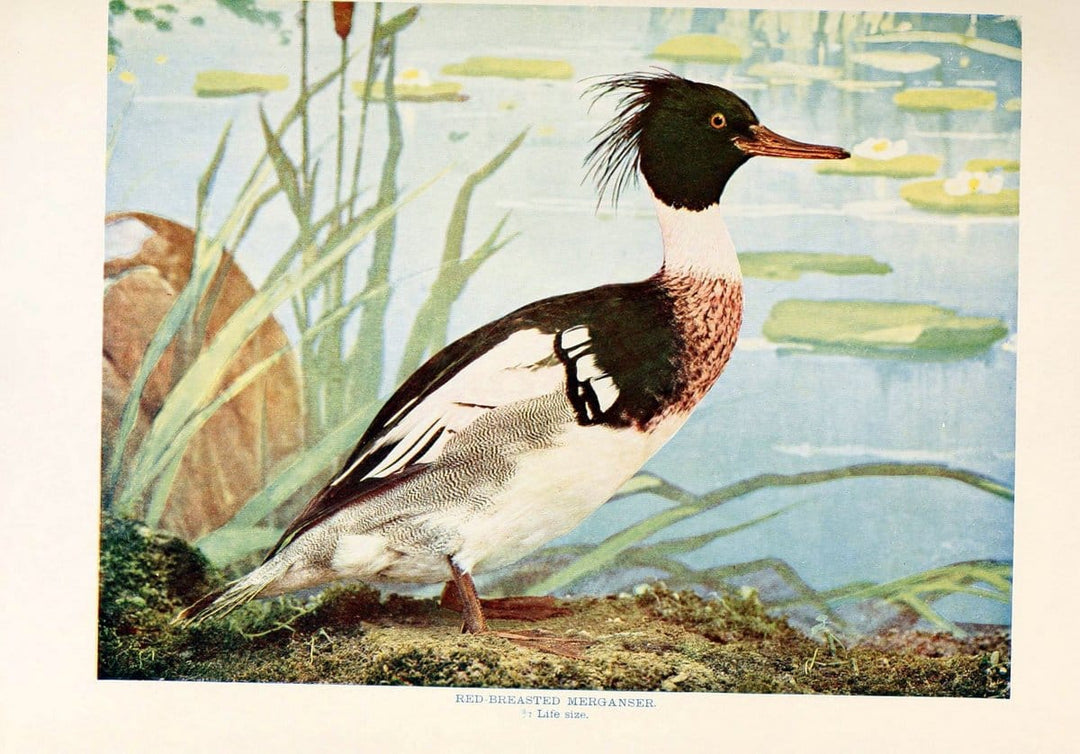 Birds that hunt and are huntedNew York :Doubleday, Page & Co.,1902, c1898. | Birds SIL | Vintage Print Reproduction 462951