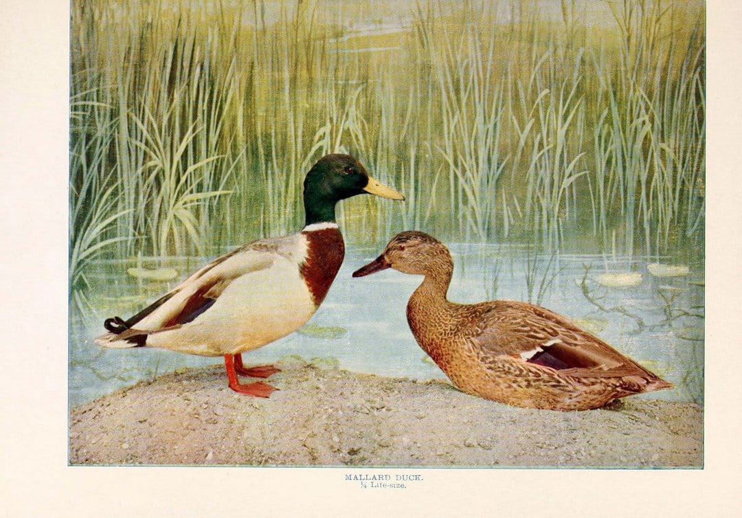 Birds that hunt and are huntedNew York :Doubleday, Page & Co.,1902, c1898. | Birds SIL | Vintage Print Reproduction 462952