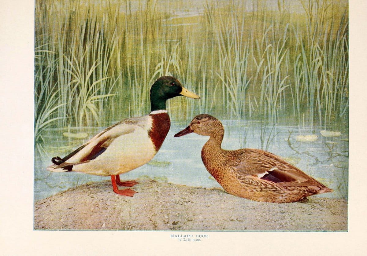 Birds that hunt and are huntedNew York :Doubleday, Page & Co.,1902, c1898. | Birds SIL | Vintage Print Reproduction 462952