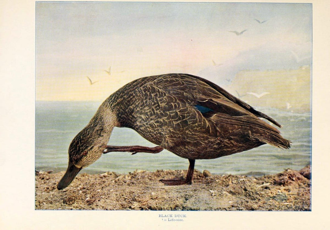 Birds that hunt and are huntedNew York :Doubleday, Page & Co.,1902, c1898. | Birds SIL | Vintage Print Reproduction 462953
