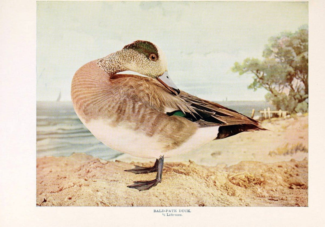 Birds that hunt and are huntedNew York :Doubleday, Page & Co.,1902, c1898. | Birds SIL | Vintage Print Reproduction 462954