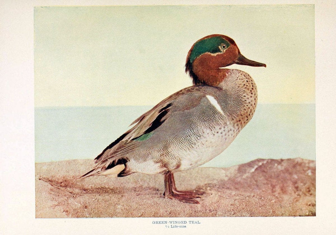 Birds that hunt and are huntedNew York :Doubleday, Page & Co.,1902, c1898. | Birds SIL | Vintage Print Reproduction 462955
