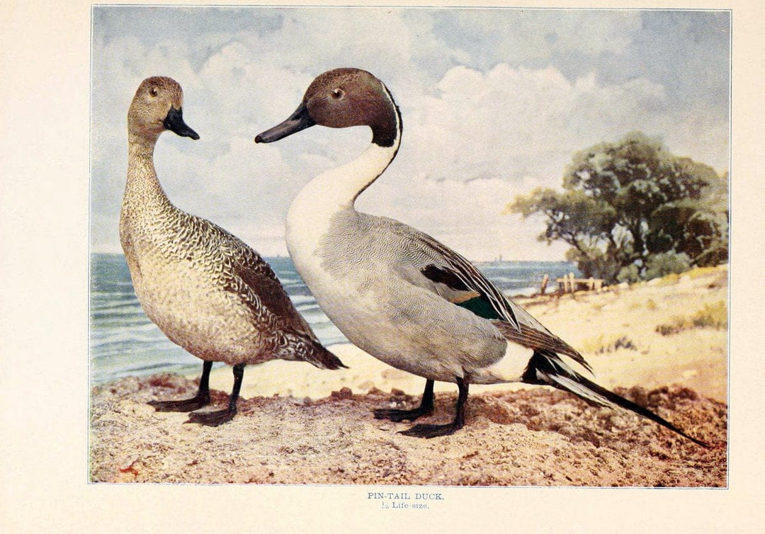 Birds that hunt and are huntedNew York :Doubleday, Page & Co.,1902, c1898. | Birds SIL | Vintage Print Reproduction 462956